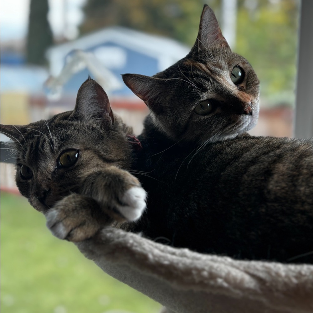 Poe & Taito (Potato) 🤎🖤